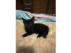 Adopt Clarabelle a Black (Mostly) Domestic Shorthair cat in Grand Rapids