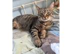 Adopt Pip a Domestic Shorthair / Mixed cat in Traverse City, MI (40325128)