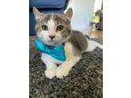Adopt Barney a Gray or Blue (Mostly) Domestic Mediumhair / Mixed cat in Traverse