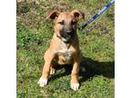 Adopt Roy a Tan/Yellow/Fawn - with Black Shepherd (Unknown Type) / Mixed dog in