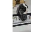 Adopt Archie a Lop, Holland / Mixed rabbit in Waynesboro, VA (41468281)