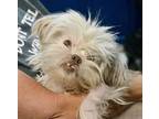 Adopt Patootie a White Shih Tzu / Mixed dog in Melrose, FL (41468236)