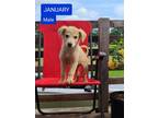 Adopt January - North Attleboro, MA a Tan/Yellow/Fawn German Shepherd Dog /
