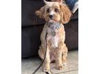Adopt KIKI a Tan/Yellow/Fawn Cavapoo / Mixed dog in Las Vegas, NV (41468124)