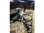 Adopt Penny a Calico or Dilute Calico Domestic Shorthair / Mixed cat in