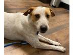 Adopt Copper Wilson SCAS a White - with Brown or Chocolate Australian Cattle Dog