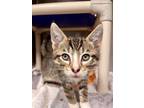 Adopt Scuffletown (with William Byrd) a Domestic Shorthair / Mixed cat in