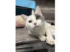 Adopt Dapper a Domestic Shorthair / Mixed cat in Richmond, VA (41468201)