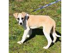 Adopt Cesar a Tan/Yellow/Fawn - with White Shepherd (Unknown Type) / Mixed dog