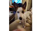 Adopt Dorian a White - with Tan, Yellow or Fawn Jack Russell Terrier / Mixed dog