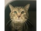 Adopt Jax a Domestic Shorthair / Mixed cat in Golden, CO (41468190)