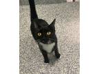 Adopt Deja Vu a Domestic Shorthair / Mixed cat in Golden, CO (41468185)