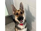 Adopt Vixy a German Shepherd Dog / Mixed dog in Golden, CO (41468177)