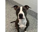 Adopt Ayla a American Pit Bull Terrier / Mixed dog in Golden, CO (41468175)