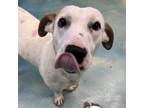 Adopt Slinky GCH a Basset Hound / Terrier (Unknown Type, Medium) / Mixed dog in