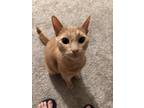Adopt Cookie a Orange or Red Tabby Domestic Shorthair / Mixed (short coat) cat
