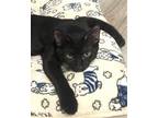 Adopt Bob Marley a Black (Mostly) Domestic Shorthair / Mixed (short coat) cat in