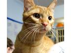 Adopt Jimmy Buffett a Orange or Red Tabby Domestic Shorthair / Mixed (short