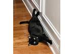 Adopt Kairy a All Black Domestic Shorthair / Mixed (short coat) cat in Villa