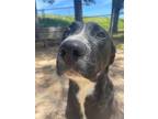 Adopt Koo-Mi a Labrador Retriever / American Pit Bull Terrier / Mixed dog in