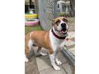 Adopt Ella a Boxer / Mixed Breed (Medium) / Mixed dog in Hampton, VA (41256295)
