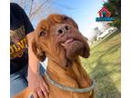 Adopt Fiona a Dogue de Bordeaux / Mixed dog in Bullard, TX (41467850)