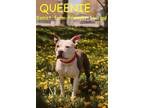 Adopt QUEENIE a White - with Gray or Silver American Staffordshire Terrier /
