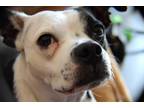 Adopt Dot a Black - with White Boston Terrier / Mixed dog in Austin