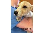 Adopt Roger 3155 a Tan/Yellow/Fawn - with White Labrador Retriever / Mixed dog