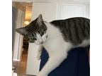 Adopt Cookie a Spotted Tabby/Leopard Spotted American Shorthair / Mixed (short