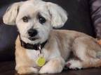 Adopt Gulliver a Red/Golden/Orange/Chestnut Bichon Frise / Shih Tzu / Mixed dog