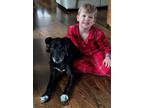Adopt Drake a Labrador Retriever / Mixed dog in Enfield, CT (41386290)