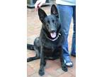 Adopt Zena a German Shepherd Dog / Mixed dog in Enfield, CT (41407722)