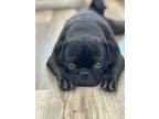 Adopt Jaxson a Black Pug / Mixed dog in New Braunfels, TX (41467959)