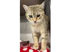 Adopt Linda (aka Stephany #5) a Domestic Shorthair / Mixed (short coat) cat in