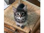 Adopt Honey Bunny a Domestic Mediumhair / Mixed (short coat) cat in Alpharetta