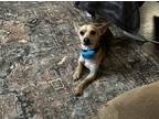 Adopt Peanut a Tan/Yellow/Fawn - with Black Chiweenie / Mixed dog in Walker