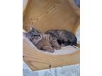 Adopt Pancha a Brown Tabby Domestic Shorthair / Mixed (short coat) cat in