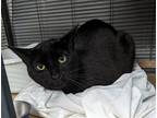 Adopt Eddie (female) (TAS #13) a All Black Domestic Shorthair / Mixed (short