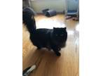 Adopt Amir a All Black Domestic Longhair (long coat) cat in Mollusk