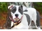 Adopt Pearl #15204 a Gray/Silver/Salt & Pepper - with White Pit Bull Terrier /