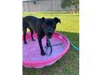 Adopt Zora a Labrador Retriever / Mixed dog in Darlington, SC (41336433)