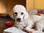 Adopt Cassie a White Bichon Frise / Mixed dog in Nashville, TN (41467954)