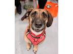 Adopt Rosabelle a Tan/Yellow/Fawn - with Black Black Mouth Cur / Mixed dog in