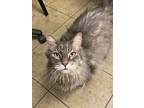 Adopt Little One a Domestic Longhair / Mixed cat in Duluth, MN (41467948)