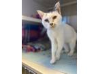 Adopt Kasvaja a Domestic Mediumhair / Mixed cat in Duluth, MN (41467947)