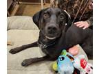 Adopt Berkeley a Weimaraner / Mixed dog in Duluth, MN (41467943)