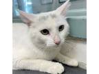 Adopt Marsha a White Domestic Shorthair / Mixed cat in Oakland, CA (41415464)