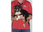 Adopt Rocco a Tricolor (Tan/Brown & Black & White) Australian Cattle Dog /