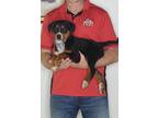 Adopt Duke a Tricolor (Tan/Brown & Black & White) Australian Cattle Dog / Beagle